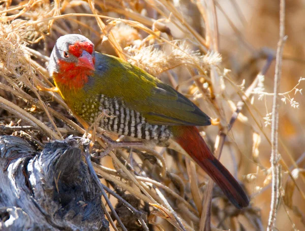 Εθνικός Δρυμός Kgalagadi Kalahari Νότια Αφρική Πυτίλια Πράσινα Φτερά — Φωτογραφία Αρχείου