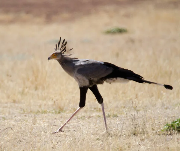 Εθνικός Δρυμός Kgalagadi Kalahari Νότια Αφρική Κλασσικό Πτηνό — Φωτογραφία Αρχείου