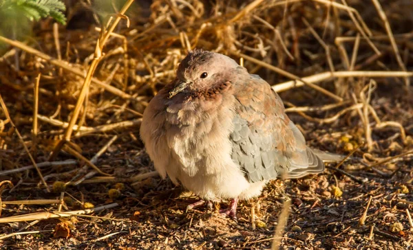 Kgalagadi Transfrontier National Park Kalahari Afrika Selatan Laughing Dove — Stok Foto