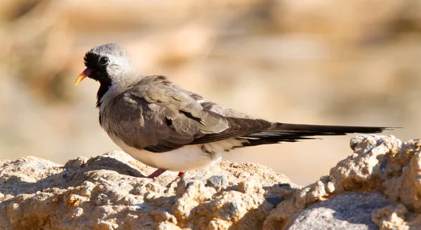 Witsand Nature Reserve Africa Sud Porumbel Masculin Namaqua — Fotografie, imagine de stoc