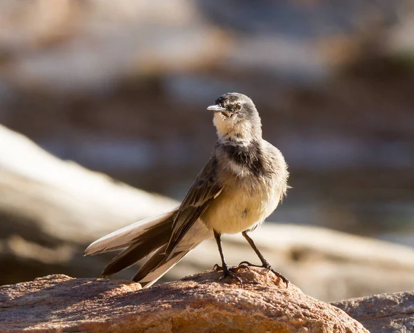 Witsand Nature Reserve Sudáfrica Cape Wagtail — Foto de Stock