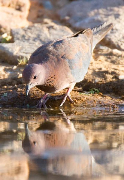 Kgalagadi Transfrontier National Park Kalahari Afrika Selatan Laughing Dove Drinking — Stok Foto