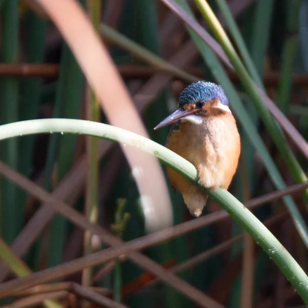 Marievale Bird Sanctuary South Africa Malachite Kingfisher Alcedo Cristata — Stock Photo, Image