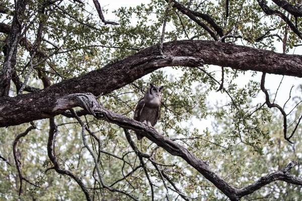 Kruger National Park Νότια Αφρική Κουκουβάγια Γίγαντας Αετός Κουκουβάγια Του — Φωτογραφία Αρχείου