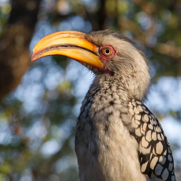 Εθνικό Πάρκο Kruger Νότια Αφρική Νότια Κίτρινη Χρέωση Hornbill — Φωτογραφία Αρχείου