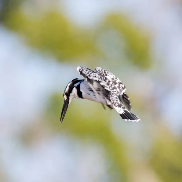 Kruger National Park Νότια Αφρική Θηλυκό Pied Kingfisher — Φωτογραφία Αρχείου