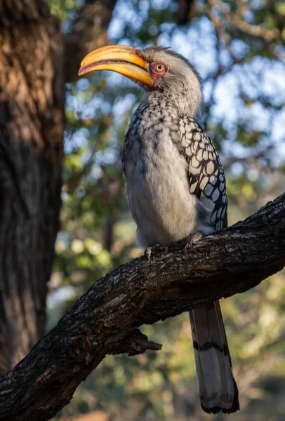 Εθνικό Πάρκο Kruger Νότια Αφρική Νότια Κίτρινη Χρέωση Hornbill — Φωτογραφία Αρχείου