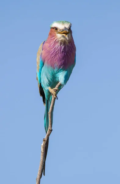 Kruger National Park África Sul Lilac Breasted Roller — Fotografia de Stock