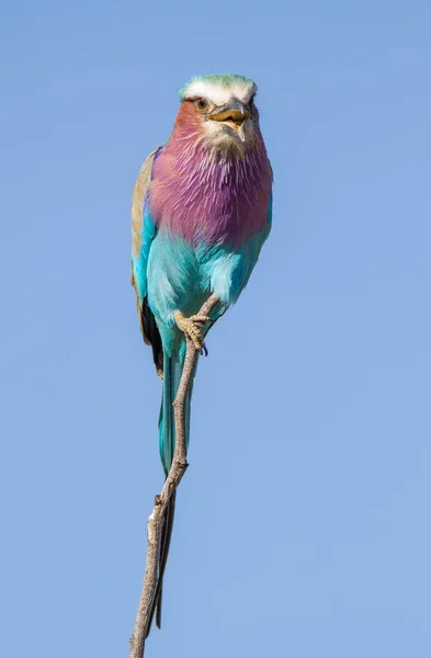 Parc National Kruger Afrique Sud Rouleau Poitrine Lilas — Photo