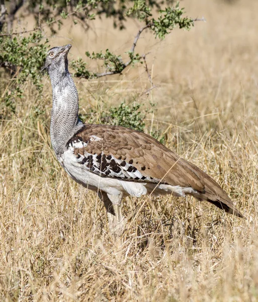 Kruger Ulusal Parkı Güney Afrika Kori Bustard — Stok fotoğraf