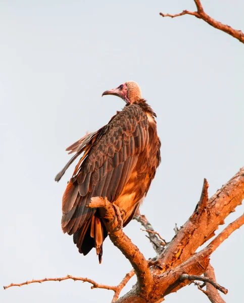 National Park South Africa Hooded Vulture — стокове фото