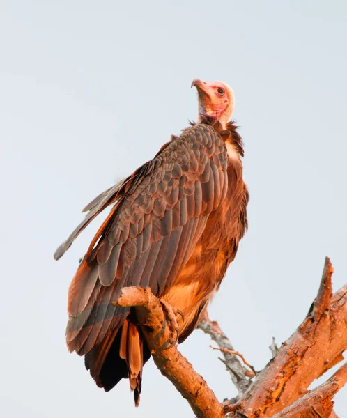 National Park South Africa Hooded Vulture — стокове фото