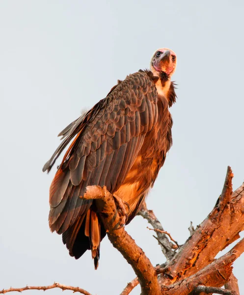 National Park South Africa Hooded Vulture — стокове фото
