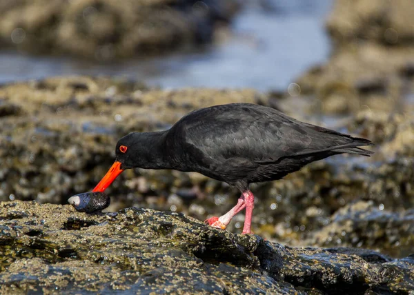 Schwarzer Osterfischer Bei Jefferys Bay Südafrika — Stockfoto