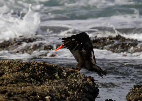 Africano Black Oystercatcher Haemotpus Moquini Costa Jeffreys Bay Supertubes Surding — Fotografia de Stock