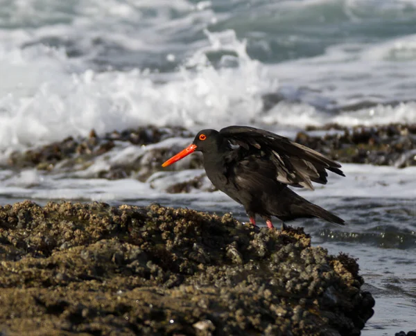 Czarny Oystercatcher Afrykański Haemotpus Moquini Wybrzeżu Jeffreys Bay Supertubes Surding — Zdjęcie stockowe