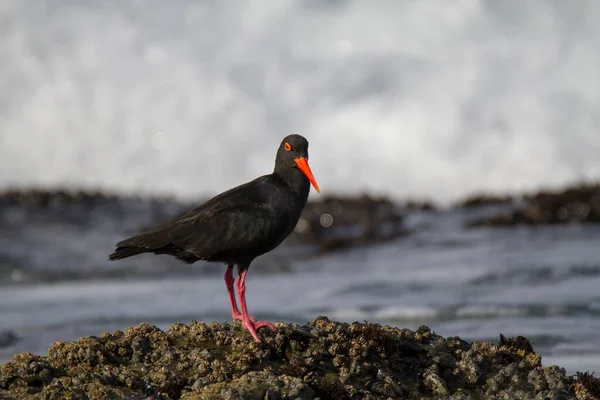 African Black Oystercatcher Haemotpus Moquini Shore Jeffreys Bay Supertubes Surding — Stock Photo, Image