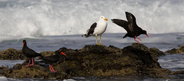 Jeffreys Körfezi Kıyısında Güney Afrika Supertube Bulunan Afrikalı Siyah Oystercatcher — Stok fotoğraf