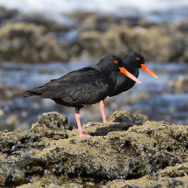 Jeffreys Körfezi Kıyısında Güney Afrika Supertube Bulunan Afrikalı Siyah Oystercatcher — Stok fotoğraf