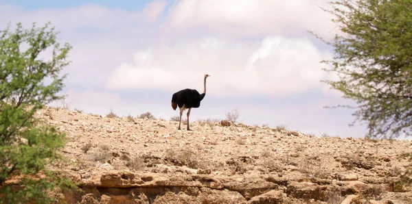 Struisvogel Het Kgalagadi Transfrontier National Park Zuid Afrika — Stockfoto