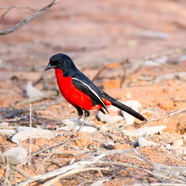 Kgalagadi Transfrontier National Park Kalahari South Africa Crimson Brested Shrike — 스톡 사진