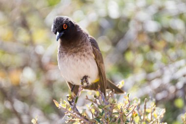 Beaufort West yakınlarındaki Karoo Ulusal Parkı: Kırmızı Gözlü Bulbul