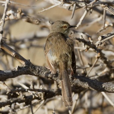 Beaufort West yakınlarındaki Karoo Ulusal Parkı: Namaqua Warbler