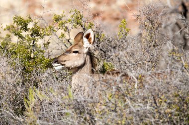 Güney Afrika, Beaufort yakınlarındaki Karoo Ulusal Parkı: dağlık arazide gezinen kudu ineği