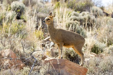 Beaufort West yakınlarındaki Karoo Ulusal Parkı: Klipsringer