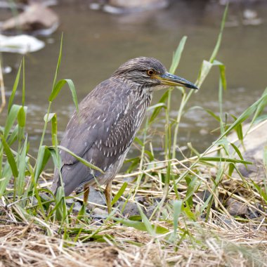 Kruger Park: Yeşil sırtlı balıkçıl, parkta yaygın bir su kuşu.