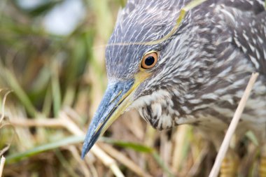 Kruger Park: Yeşil sırtlı balıkçıl, parkta yaygın bir su kuşu.