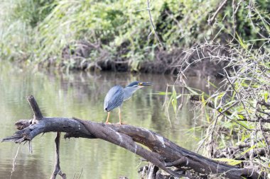 Kruger Ulusal Parkı: Yeşil sırtlı balıkçıl av peşinde