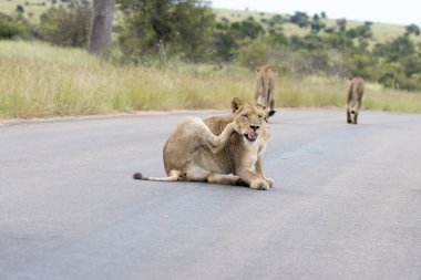 Kruger Ulusal Parkı: Aslan yolda yatıyor ve arabaları engelliyor