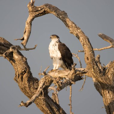 Kruger Ulusal Parkı: Afrika Şahin Kartalı bir ağaca tünedi