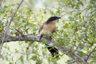 Kruger Ulusal Parkı: Burchell 's coucal kalın çalılara tünedi