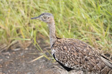 Kruger Ulusal Parkı: Kırmızı ibikli Koreli erkek