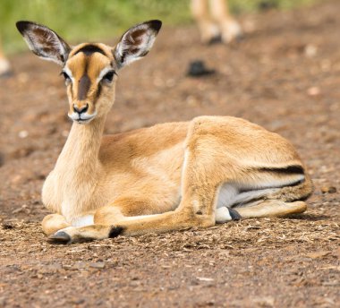 Kruger Ulusal Parkı: yazın bebek impala