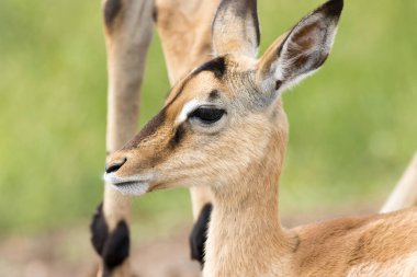 Kruger Ulusal Parkı: yazın bebek impala