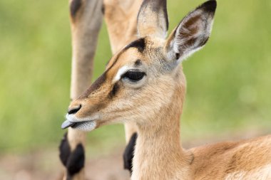 Kruger Ulusal Parkı: yazın bebek impala