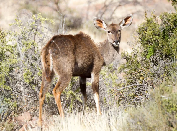 Karoo National Park Vicino Beaufort West Sud Africa Kudu Cow — Foto Stock