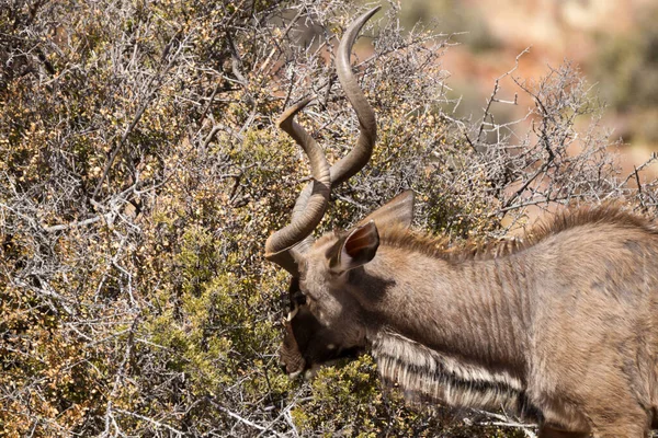 Toro Kudu Che Naviga Nel Parco Nazionale Del Karoo — Foto Stock