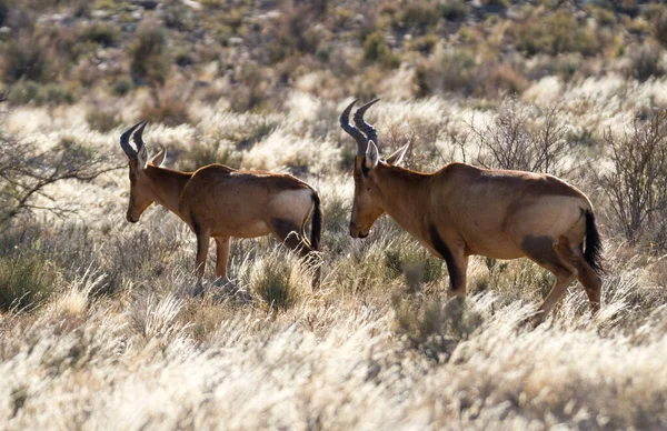 Karoo National Park Bij Beaufort West Zuid Afrika Rode Hartebeest — Stockfoto