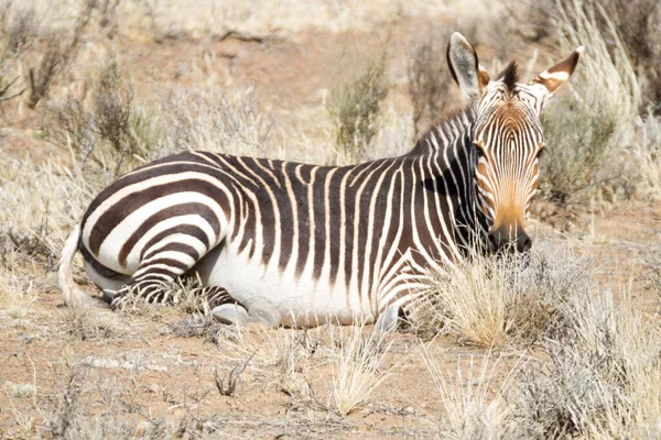 Park Narodowy Karoo Pobliżu Beaufort West Republika Południowej Afryki Zebra — Zdjęcie stockowe