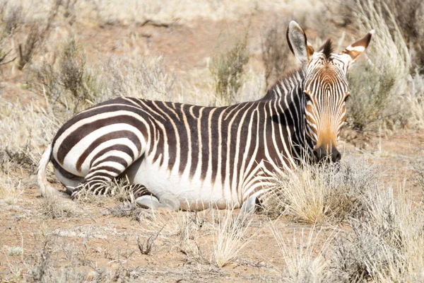 Parque Nacional Karoo Cerca Beaufort West Sudáfrica Cebra Montaña —  Fotos de Stock