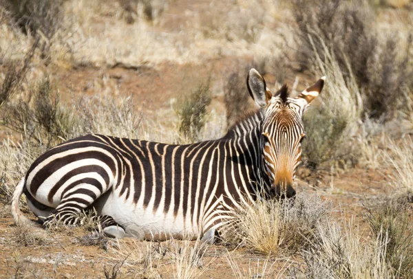 Karoo National Park Perto Beaufort West África Sul Mountain Zebra — Fotografia de Stock