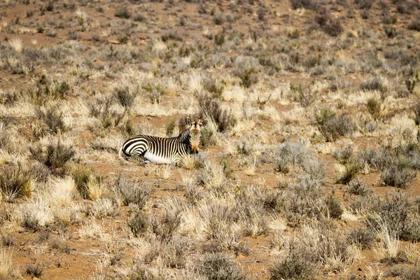 Karoo National Park Bij Beaufort West Zuid Afrika Mountain Zebra — Stockfoto