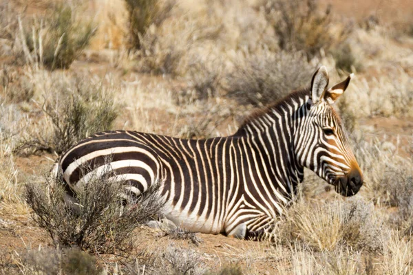Karoo National Park Perto Beaufort West África Sul Mountain Zebra — Fotografia de Stock