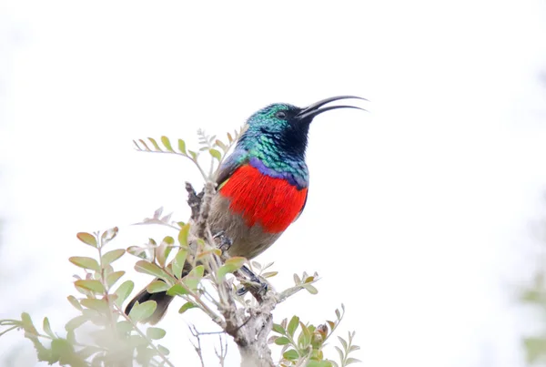 stock image Addo Elephant National Park: Greater Double-collared sunbird