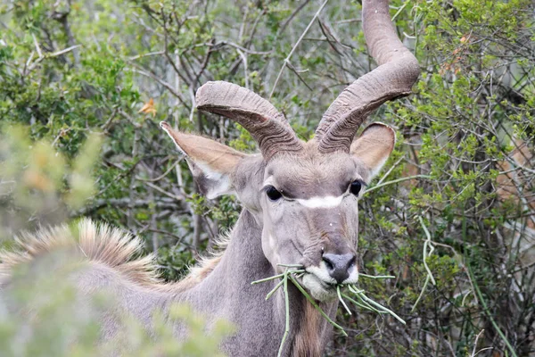 Parque Nacional Addo Elefante Touro Kudu — Fotografia de Stock