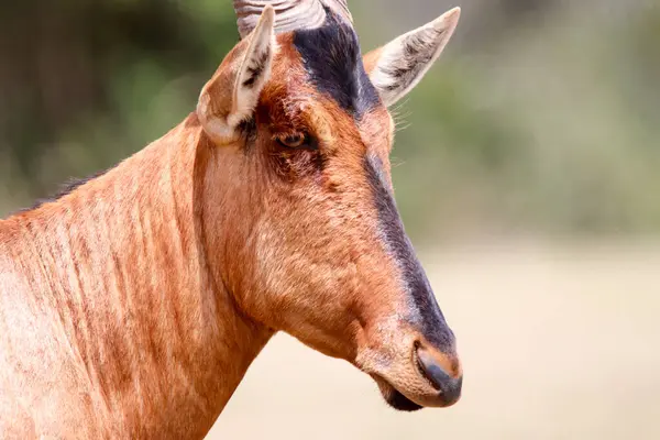 Parque Nacional Del Elefante Addo Hartebeest Rojo —  Fotos de Stock